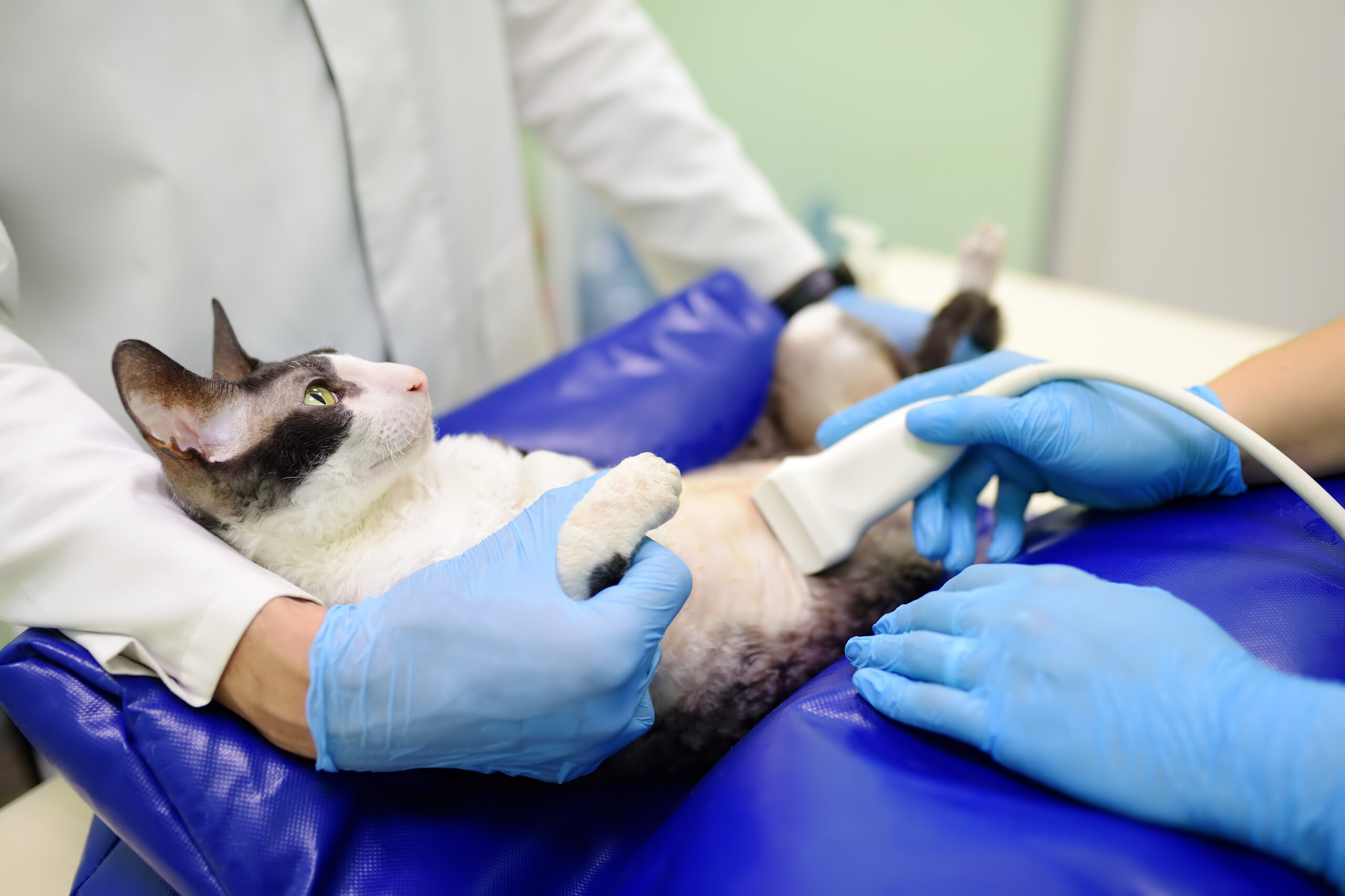 cat getting an ultrasound