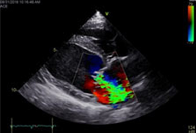 animal echocardiography