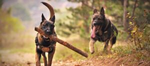 2 dogs chasing a stick